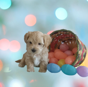 Best Maltipoo breeder in Indiana - Hilltop Puppies