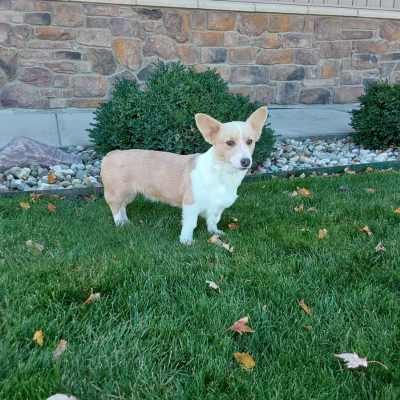 Corgi breeder in Indiana - Sassy - Hilltop Puppies