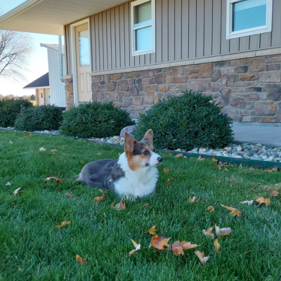 Corgi puppies for sale - Duchess - Hilltop Puppies