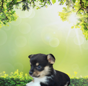 Corgi puppies for sale Grabill, IN