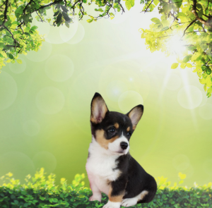 Corgi puppies for sale Grabill, IN - Sparky and Serena - Hilltop Puppies