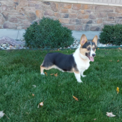 Corgi puppies for sale - Sparky - Hilltop Puppies