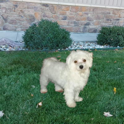 Maltipoo breeder in Grabill IN