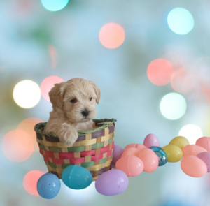 Maltipoo breeder in Indiana- Hilltop Puppies