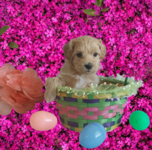 Maltipoo puppies for sale - Hilltop Puppies