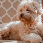 Maltipoo puppies for sale - Hilltop Puppies