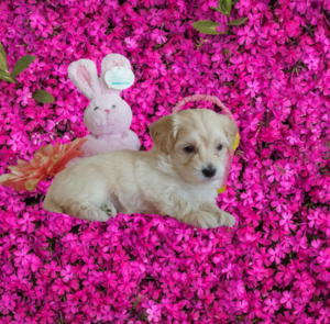 Maltipoo puppies for sale in Grabill Indiana - Hilltop Puppies