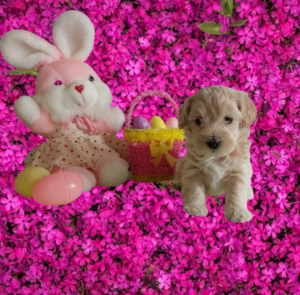 Maltipoo puppy for sale - Hilltop Puppies