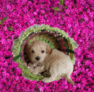 Maltipoo puppy for sale in Grabill Indiana - Hilltop Puppies