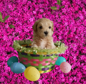 Maltipoo puppy for sale in Indiana - Hilltop Puppies