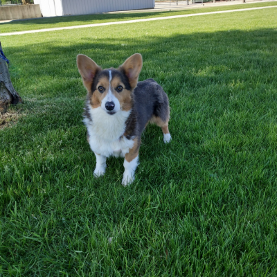 Pembroke Welsh Corgi Breeder - Scarlet - Hilltop Puppies