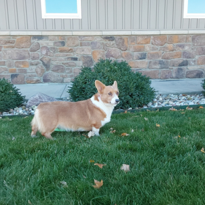 Pembroke Welsh Corgi Breeder - Serena - Hilltop Puppies