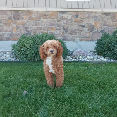 Poodle breeder in Grabill Indiana - Abram - Hilltop Puppies