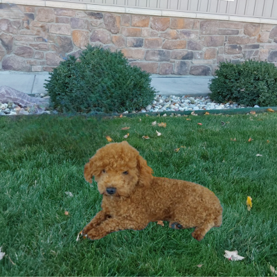 Poodle breeder in Indiana - Archie - Hilltop Puppies