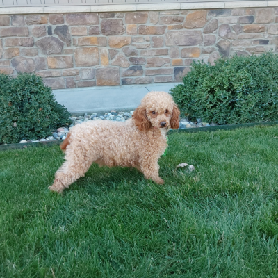 Poodle puppies available in Grabill Indiana - Ashley - Hilltop Puppies