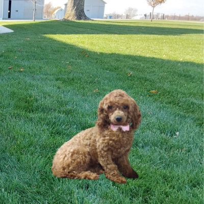 Poodles available in Grabill Indiana - Avery - Hilltop Puppies