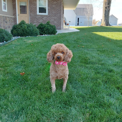 Poodles available in Indiana - Avery - Hilltop Puppies