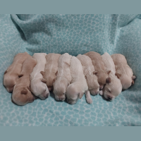 Maltipoo Puppies for sale by Silver and Avery – Hilltop Puppies Maltipoo Puppies for sale by Silver and Avery - Hilltop Puppies