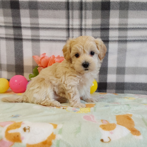 AKC Maltipoo puppies for sale - Hilltop Puppies - Lacey