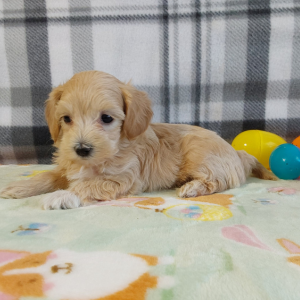 AKC Maltipoo puppies for sale - Hilltop Puppies - Lassie