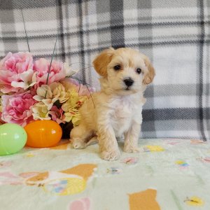 AKC Maltipoo puppies for sale - Hilltop Puppies - Libby