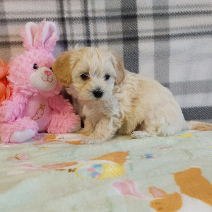 AKC Maltipoo puppies for sale - Hilltop Puppies - Lilly