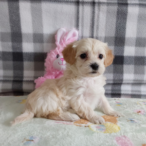 AKC Maltipoo puppies for sale - Hilltop Puppies - Lindsey