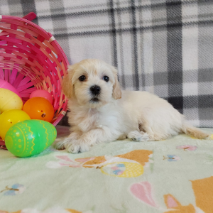 AKC Maltipoo puppies for sale - Hilltop Puppies - Lola