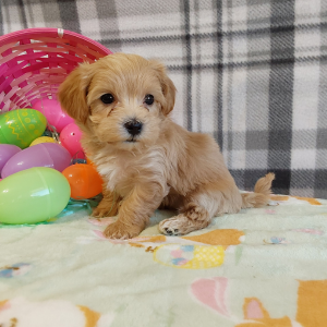 AKC Maltipoo puppies for sale - Hilltop Puppies - LucY