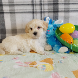 AKC Maltipoo puppies for sale - Hilltop Puppies - Luckas