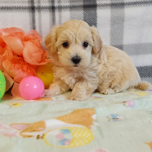 Maltipoo puppies for sale - Hilltop Puppies - Lacey