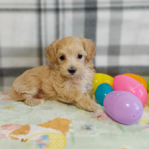 Maltipoo puppies for sale - Hilltop Puppies - Lassie