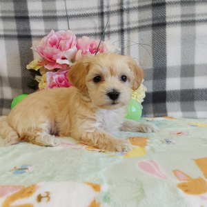 Maltipoo puppies for sale - Hilltop Puppies - Libby