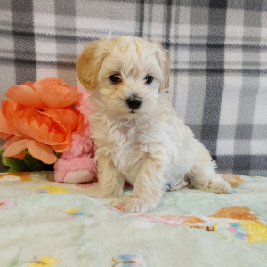 Maltipoo puppies for sale - Hilltop Puppies - Lilly