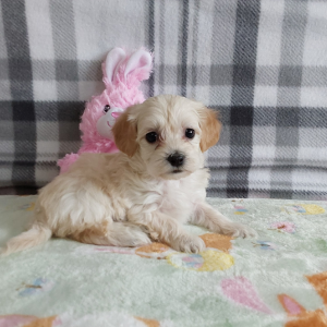 Maltipoo puppies for sale - Hilltop Puppies - Lindsey