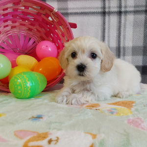 Maltipoo puppies for sale - Hilltop Puppies - Lola