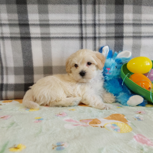 Maltipoo puppies for sale - Hilltop Puppies - Luckas