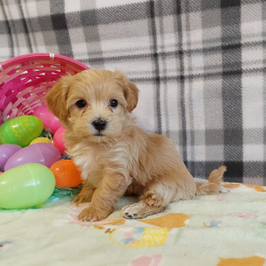 Maltipoo puppies for sale - Hilltop Puppies - Lucy