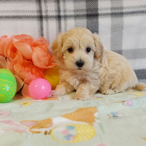 Maltipoo puppies for sale in IN - Hilltop Puppies - Lacey