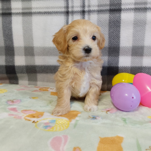 Maltipoo puppies for sale in IN - Hilltop Puppies - Lassie