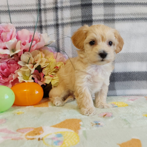 Maltipoo puppies for sale in IN - Hilltop Puppies - Libby