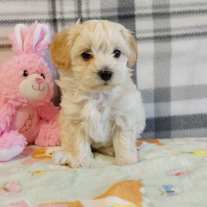 Maltipoo puppies for sale in IN - Hilltop Puppies - Lilly