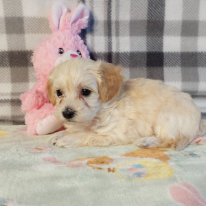 Maltipoo puppies for sale in IN - Hilltop Puppies - Lindsey