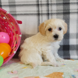 Maltipoo puppies for sale in IN - Hilltop Puppies - Lola