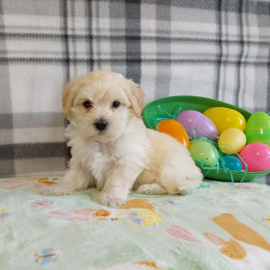 Maltipoo puppies for sale in IN - Hilltop Puppies - Luckas