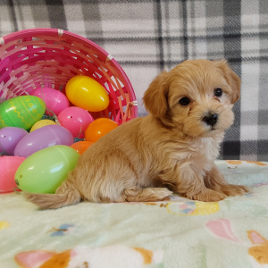 Maltipoo puppies for sale in IN - Hilltop Puppies - Lucy