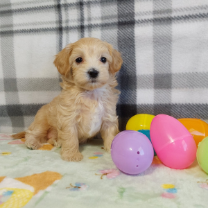 Maltipoo puppies for sale in Indiana - Hilltop Puppies - Lassie