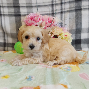 Maltipoo puppies for sale in IN - Hilltop Puppies - Libby