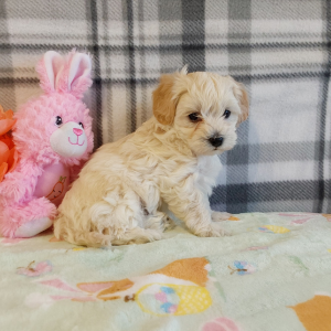 Maltipoo puppies for sale in Indiana - Hilltop Puppies - Lilly