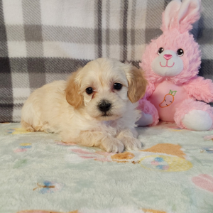 Maltipoo puppies for sale in Indiana - Hilltop Puppies - Lindsey